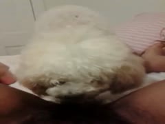 Fluffy white dog licks pussy of her owner making her enjoy the amazing zoo porn 